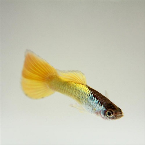 Poecilia reticulatus, Lebistes reticulatus - Guppy mann german gelb M